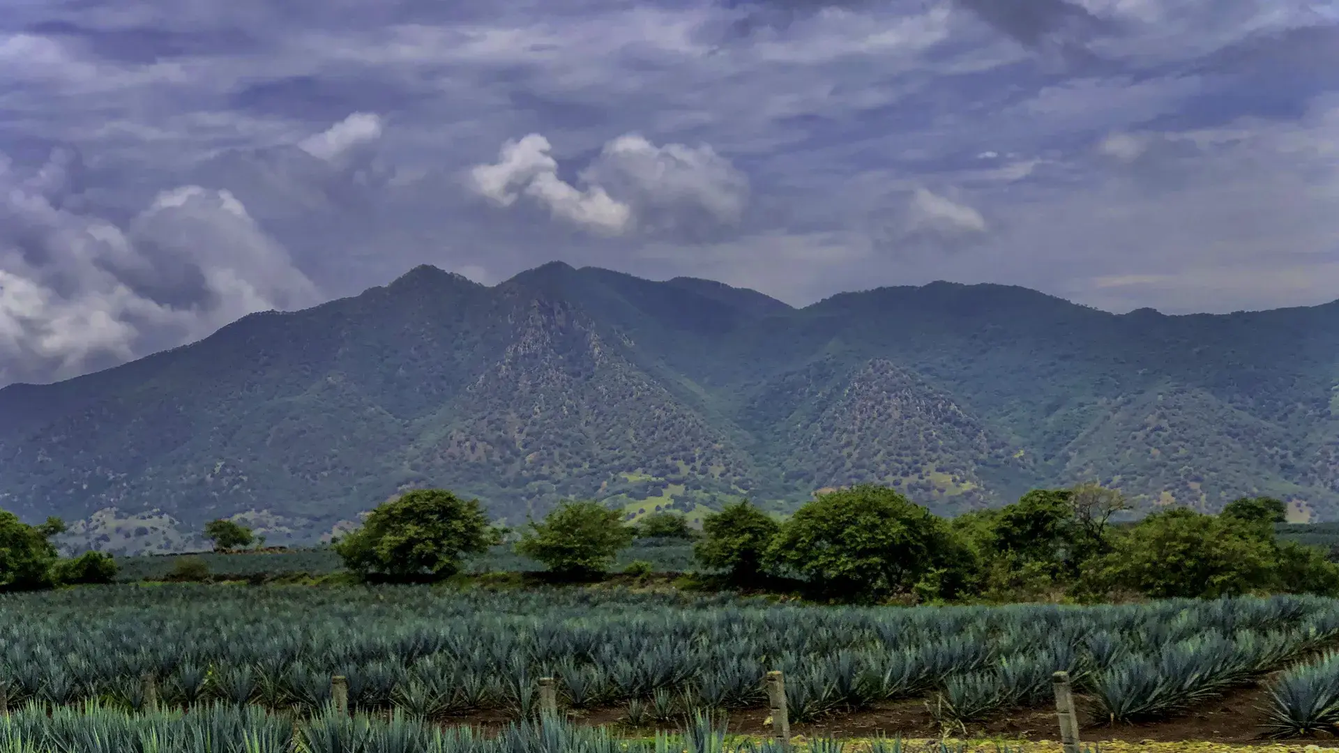 Viva Villa Productions | Fast Creative Visual Solutions